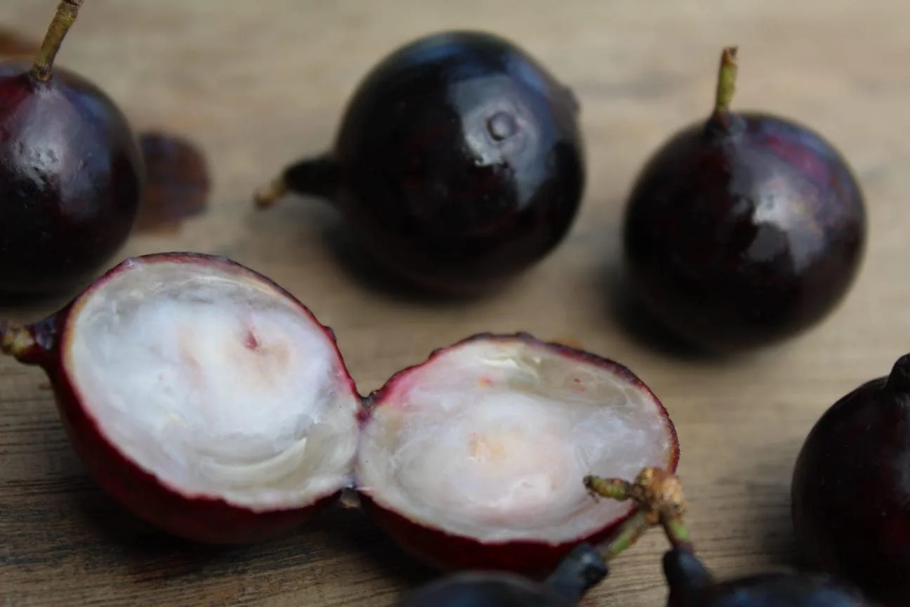 Plinia sp Dona Gal - Jaboticaba — Bellamy Trees